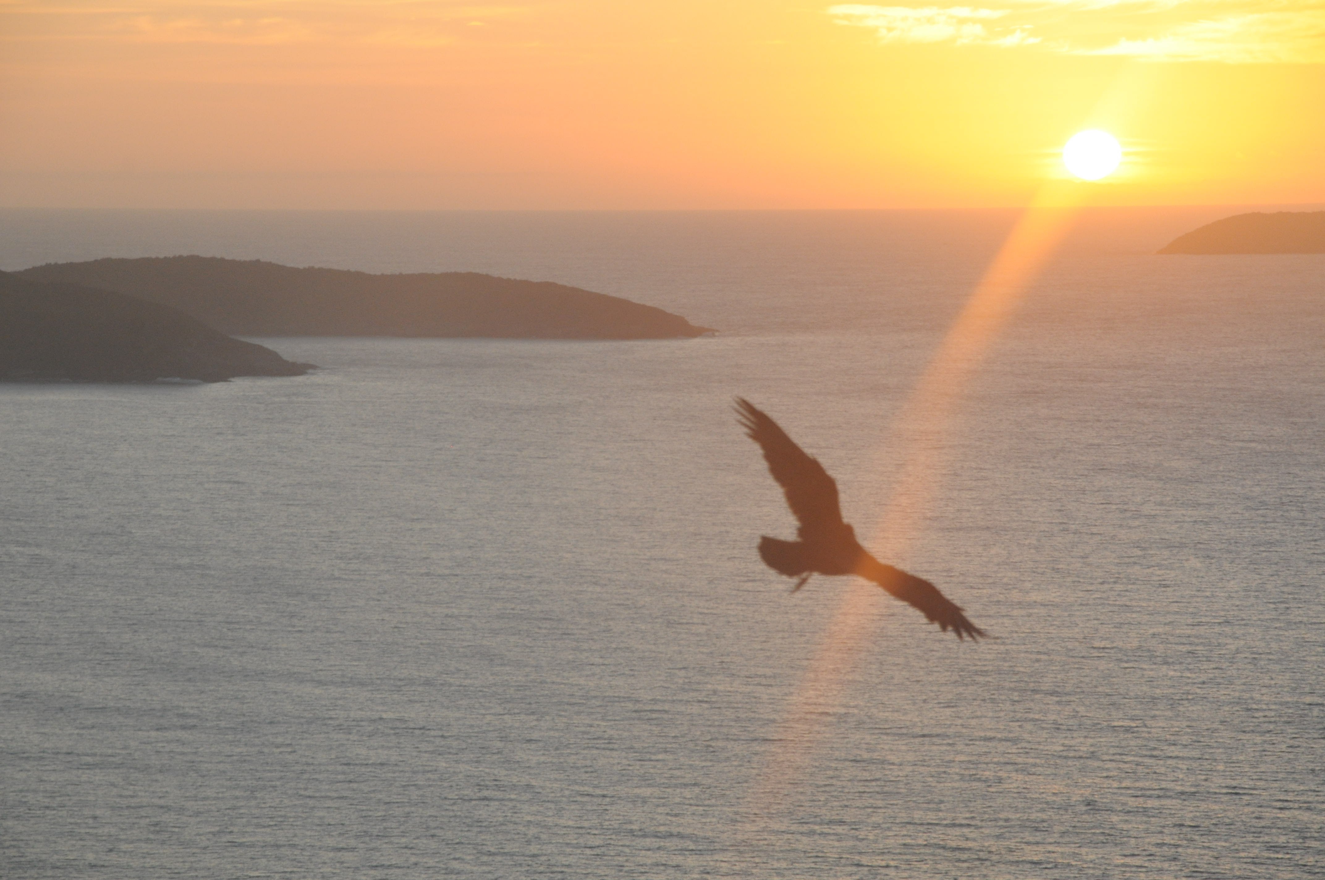 A mata atlântica na beira do mar